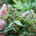 How Long Does it Take to Receive CBD Products Ordered Online?